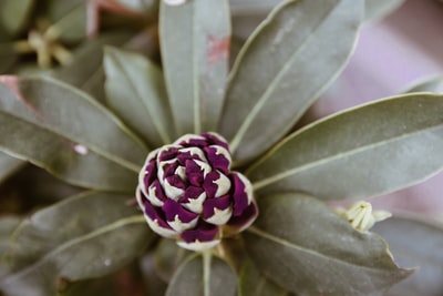 紫花绿叶植物的浅聚焦摄影